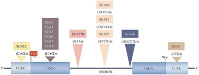 Spinocerebellar ataxias: from pathogenesis to recent therapeutic advances